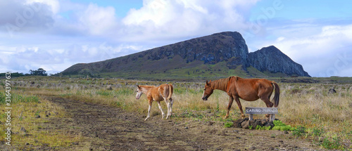 Foal and young mare walk across a dirt road leading across the vast grassfield.