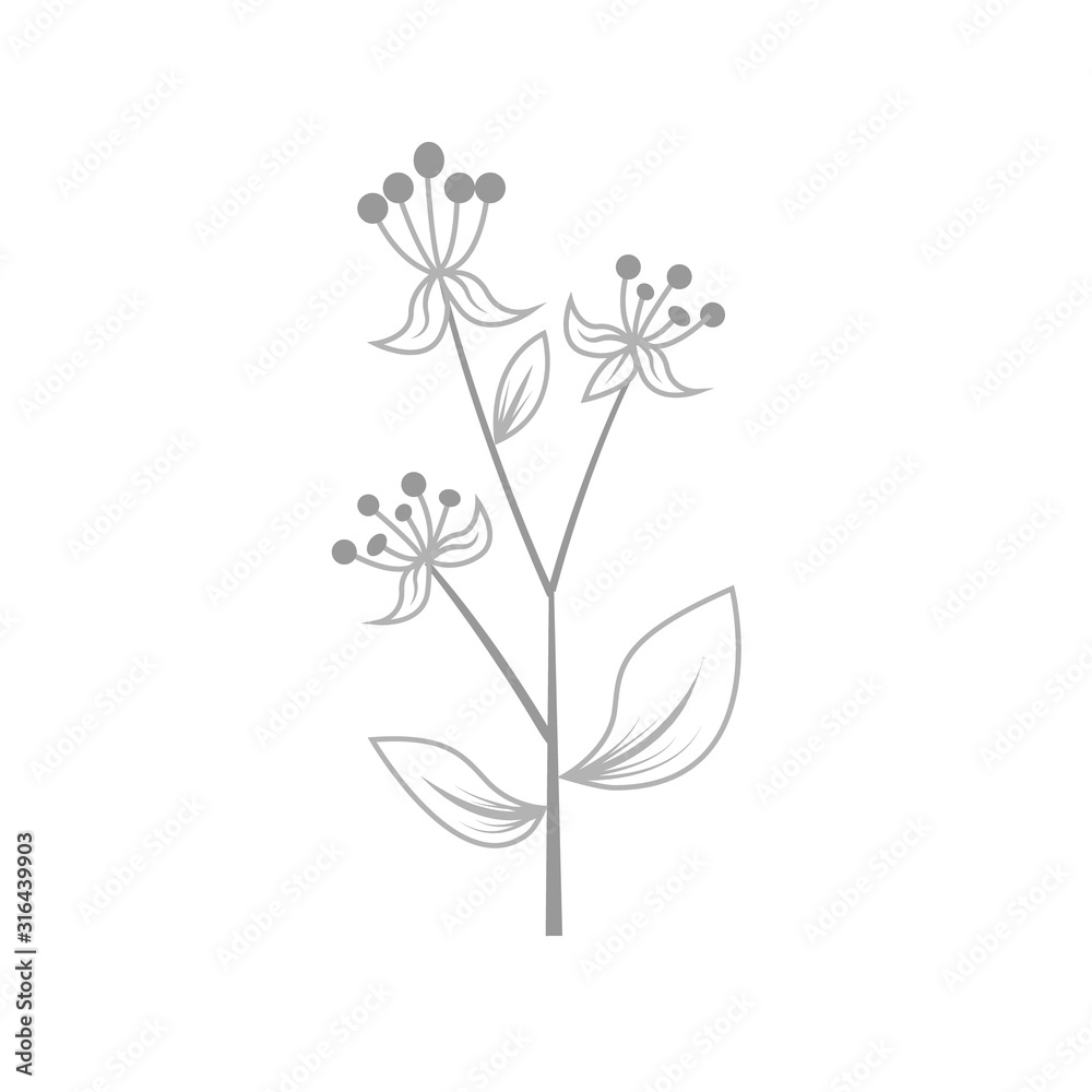 Herb and wild flower hand drawn vector