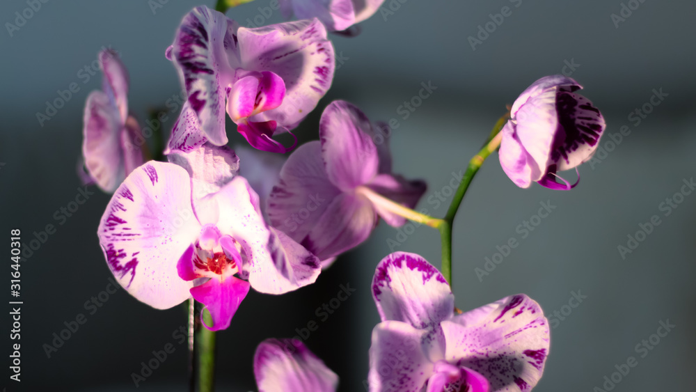 Orquídeas para interiores floreciendo. Fotografía macro de flores y planta iluminadas artificialmente en interiores. Orquídeas para interiores floreciendo. Fotografía macro de flores y planta iluminadas artificialmente en interiores.