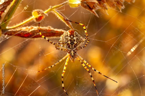 Beautiful spider feasting grasshopper on a spider web . Macro photo. © blackdiamond67