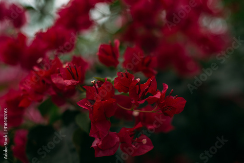 Bougainvillea pink flower background © Erika Parfenova