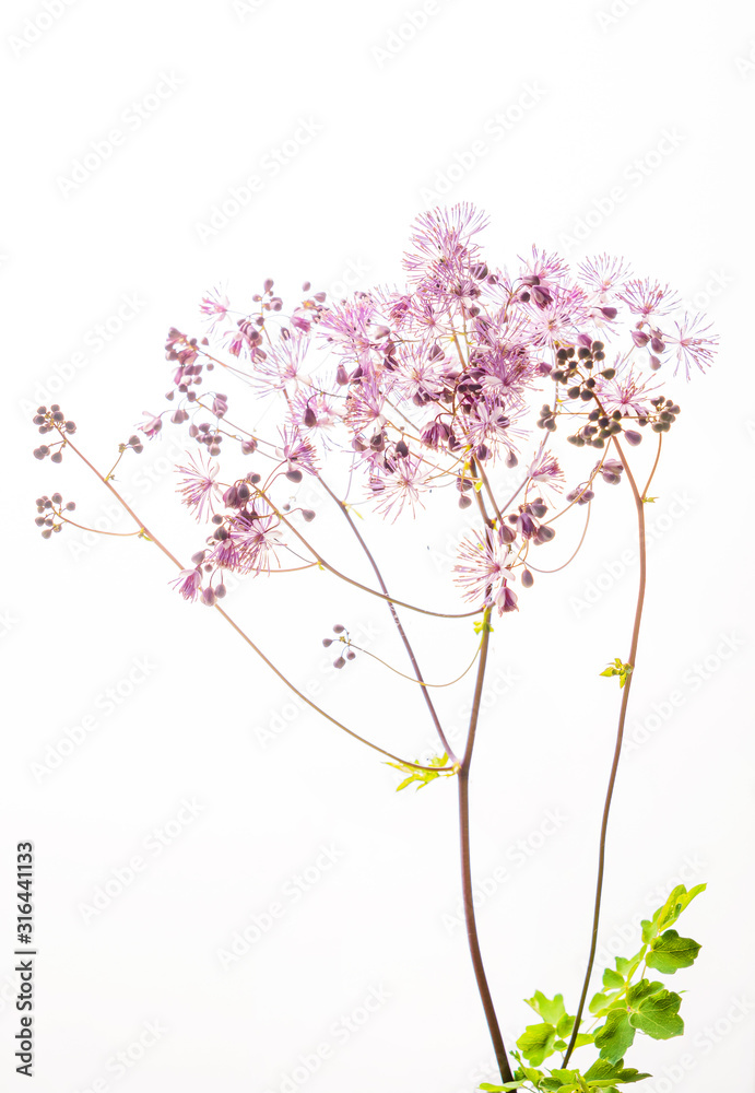 Obraz premium summer flower on the white background