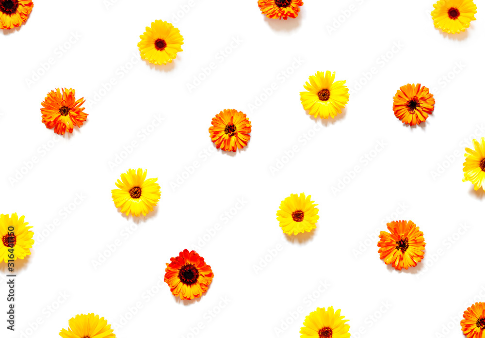 Organic yellow calendula flowers pattern on the bright sunny background. Top view. Organic yellow calendula flowers pattern on the bright sunny background. Top view.