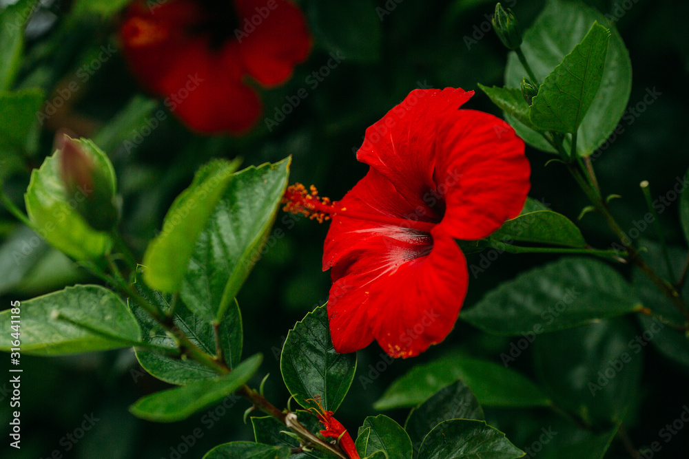 Hawaiian red hibiscus stock photo - obrazy, fototapety, plakaty 