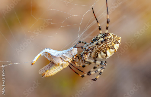 Beautiful spider feasting grasshopper on a spider web . Macro photo.