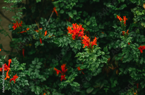 Cape honeysuckle (Tecoma capensis) close-up view