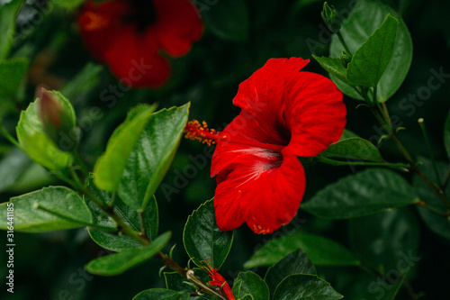 Hawaiian red hibiscus stock photo photo