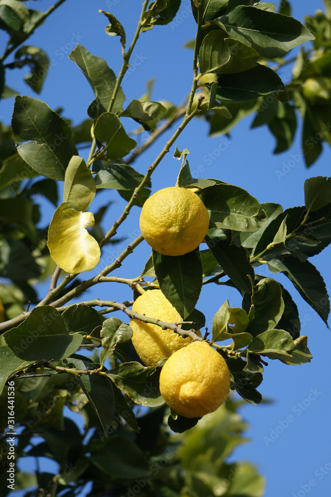 lemon tree in cyprus garden