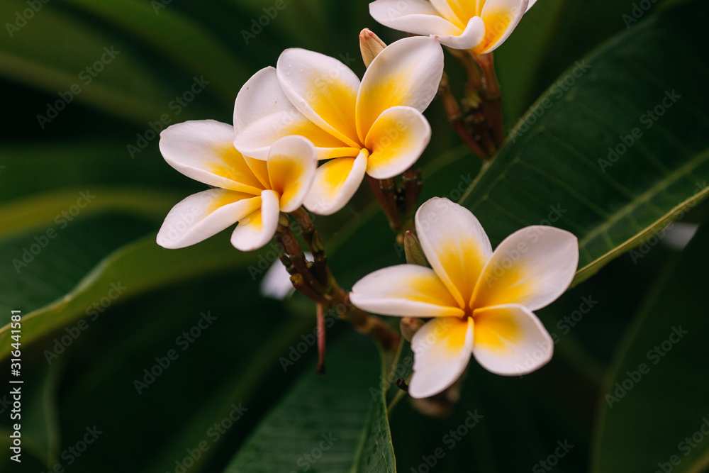 Fototapeta premium Plumeria alba - tropical white flower