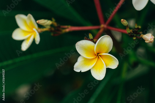 Plumeria alba - tropical white flower