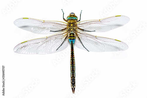 Macro shots, showing of eyes dragonfly and wings detail. Beautiful dragonfly in the nature habitat. photo