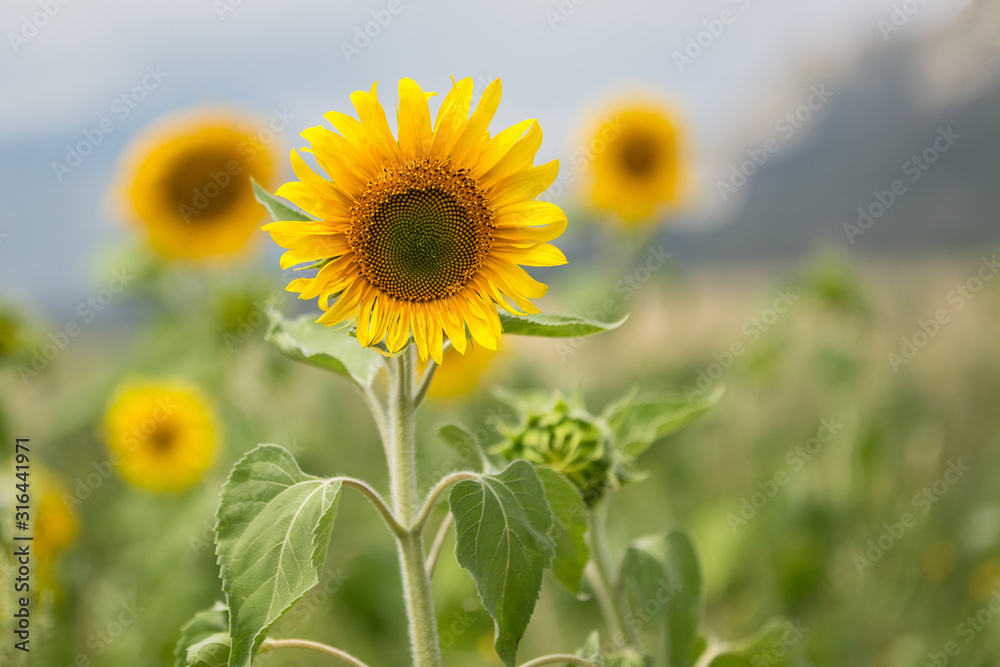 Fototapeta premium Sunflowers grow in the field. Common sunflower.