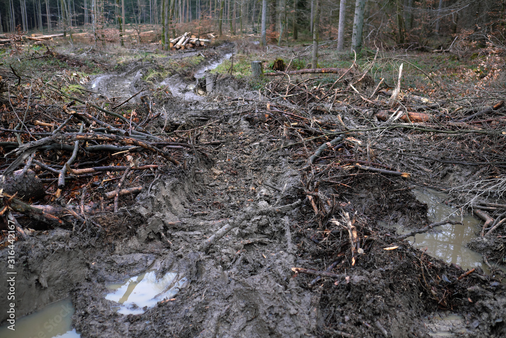 Obraz premium Reifenspuren im Waldboden von Forstmaschinen in abgeholztem Waldgebiet - Stockfoto