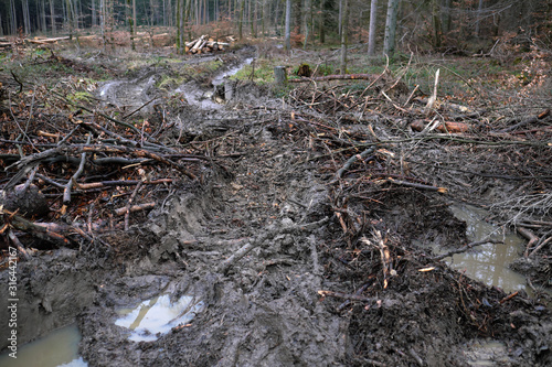 Reifenspuren im Waldboden von Forstmaschinen in abgeholztem Waldgebiet - Stockfoto