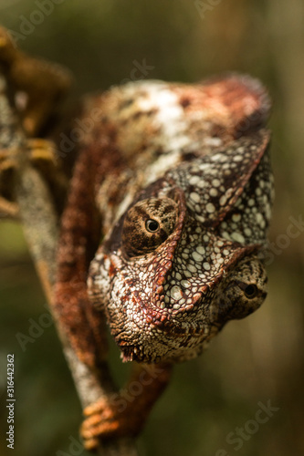 head on panther chamaleon madagascar photo