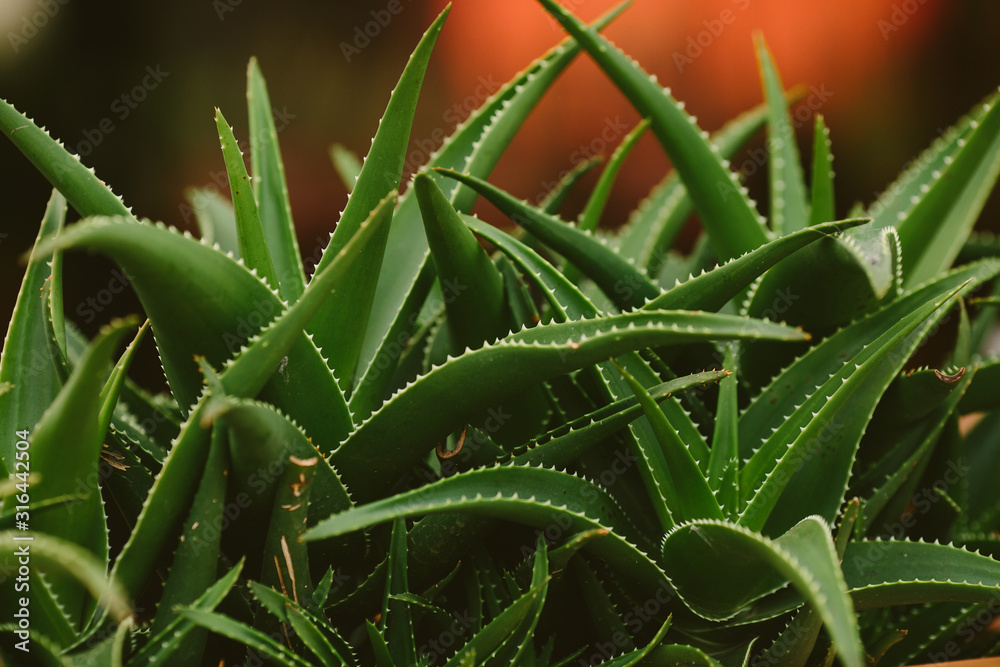 Succulent Aloe Vera Plant Close Up Succulent Aloe Vera Plant Close Up