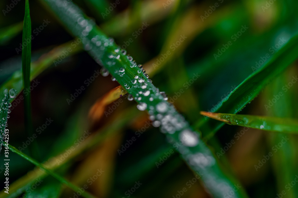 Green leaves in the meadow with dew, close up Green leaves in the meadow with dew, close up