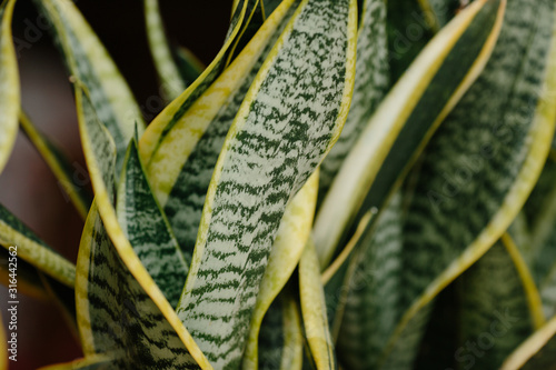 Variegated tropical leaves pattern of snake plant or mother-in-law's tongue (Sansevieria trifasciata 'Laurentii') and aloe succulent plant on dark nature background