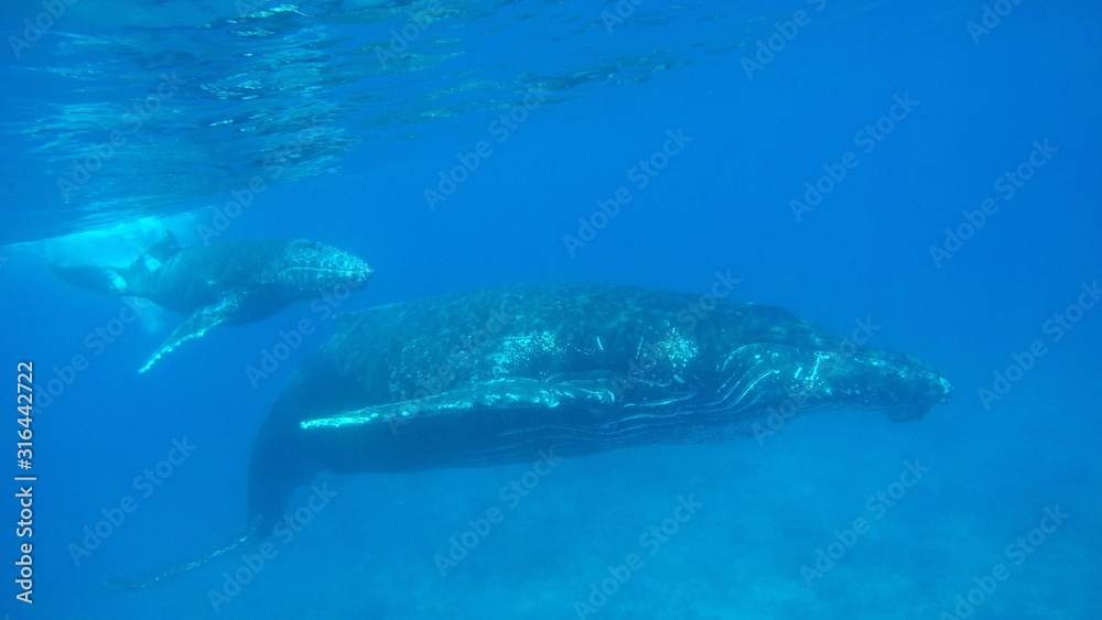 Naklejka premium Humpback mother with calf close up underwater