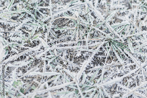 Beautiful winter white landscape. Frozen grass, clear frosty weather. Plants for abstract natural background.