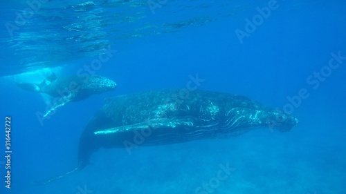 Humpback mother with calf close up underwater