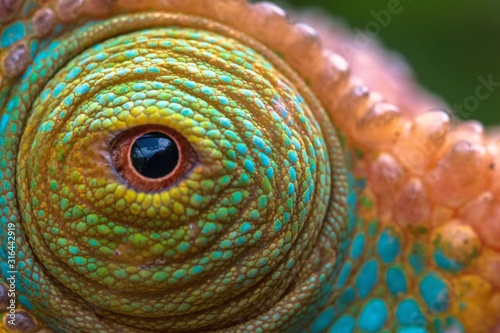 Fototapeta Naklejka Na Ścianę i Meble -  Colourful Parson's chameleon (Calumma parsonii  ) close up macro shot of eye/ Andasibe - Mantandia Madagascar