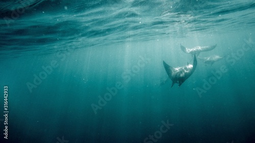Devil Rays/ Mobula rays swimming right under surface picture under water In the Sea of Cortez Baja California/Mexico