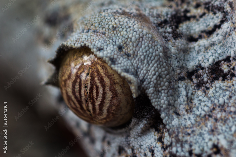 close up macro of leaf-tail gecko (Uroplatus sikorae) eye in Madagascar