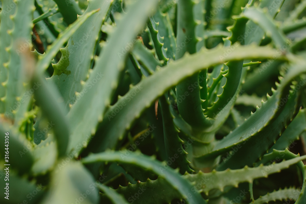 Succulent Aloe Vera Plant Close Up Succulent Aloe Vera Plant Close Up