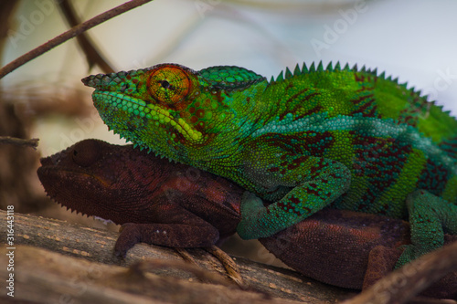 pristine nature: colourful male and female panther chameleons (Furcifer pardalis) reproducing in northern madagascar ambilobe photo