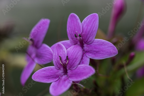 pink flower