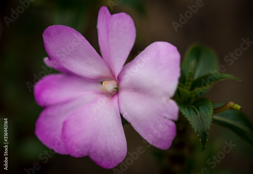 Pink Flowers