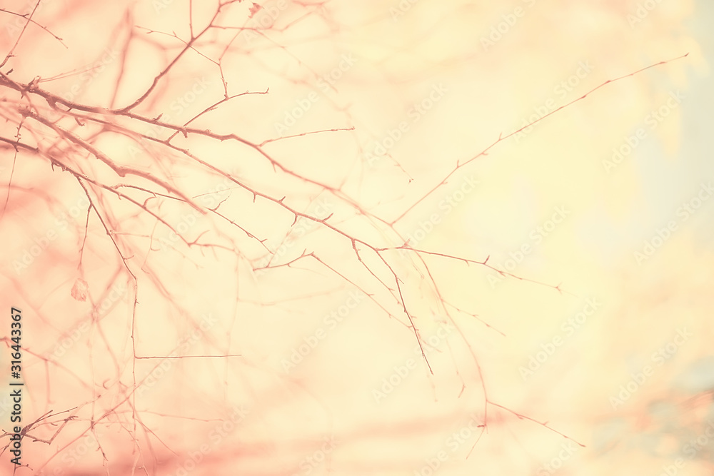 branches leaves yellow background / abstract seasonal background falling leaves beautiful photo branches leaves yellow background / abstract seasonal background falling leaves beautiful photo