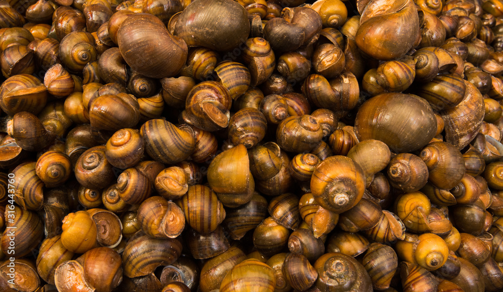 closeup of snails