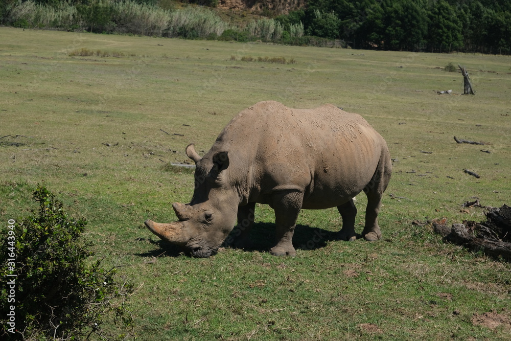 Obraz premium Rhino eating