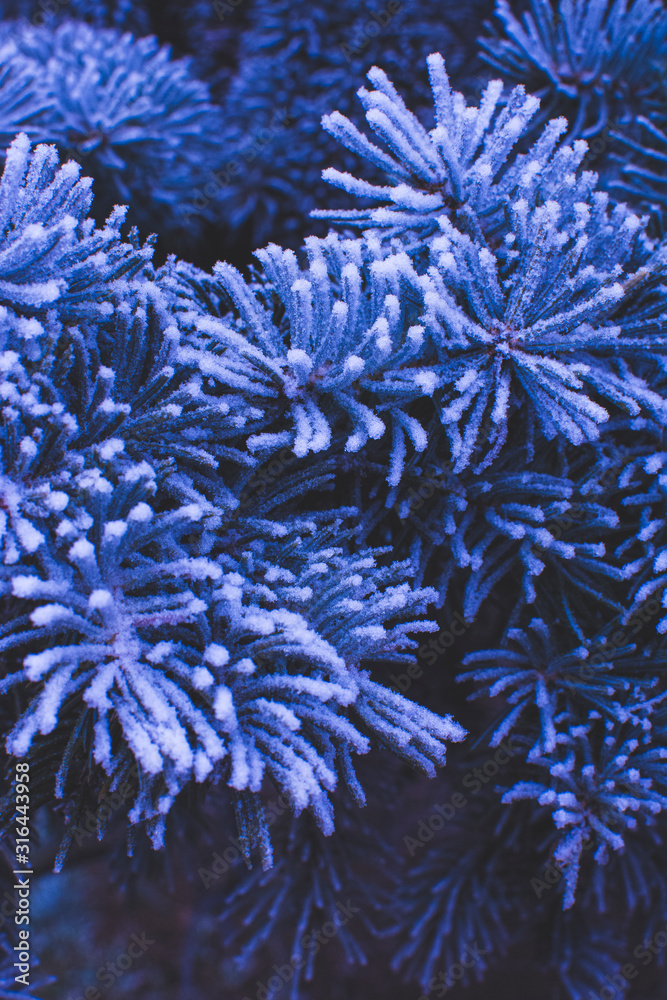 Beautiful frosty branches of a fir tree in the winter season. Closeup. Selctive focus.