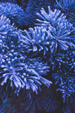 Beautiful frosty branches of a fir tree in the winter season. Closeup. Selctive focus.