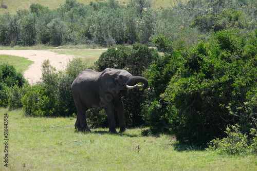 Beautiful big elephant eating from tree photo