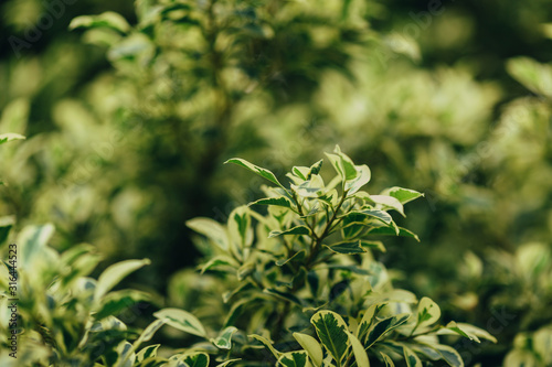 Yellow-green leaves of the plant Detail autumn