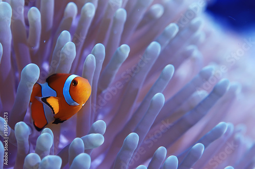Fototapete clown fish coral reef / macro underwater scene, view of coral fish, underwater d