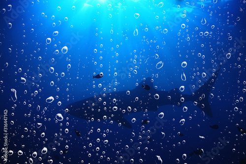 background underwater air bubbles reef / abstract sea background, diving, nature, ocean