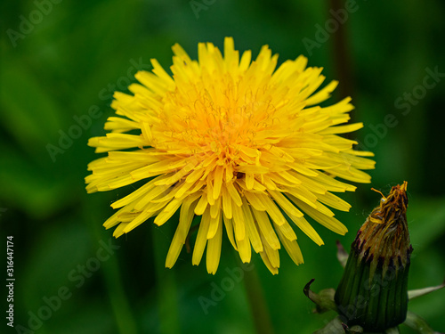 Close up of blooming yellow dandelion flower Taraxacum officinale.