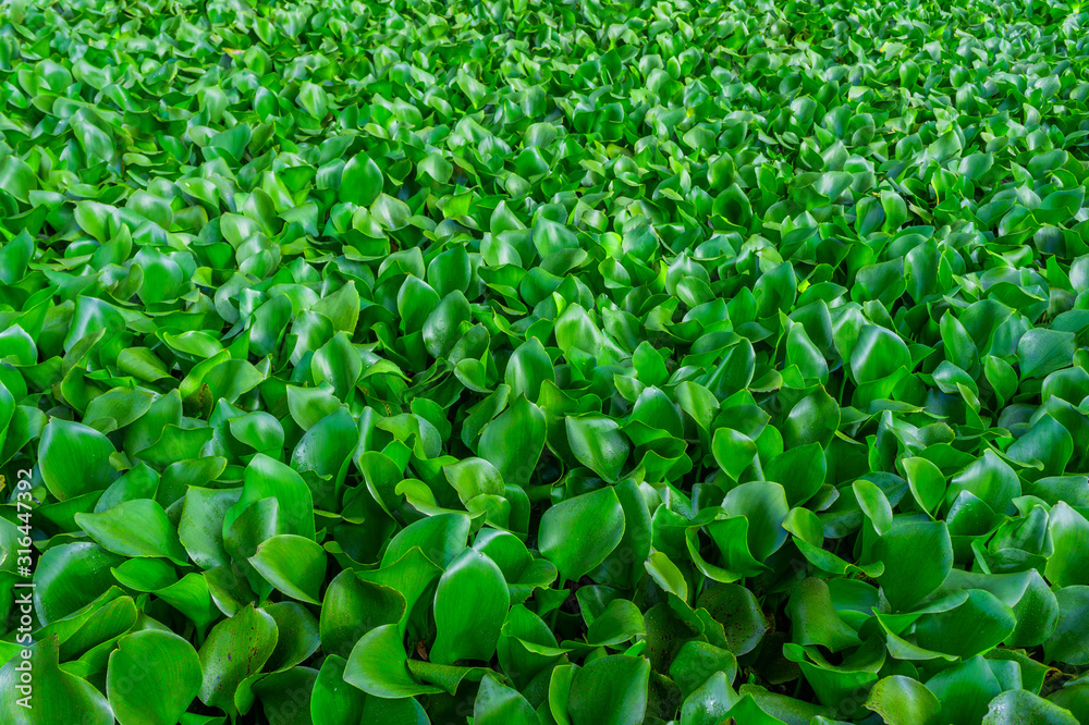 Obraz premium Water plant in the swamp, a lot of green leaves. Texture