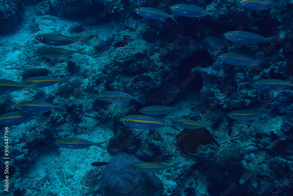 scad jamb under water / sea ecosystem, large school of fish on a blue background, abstract fish alive scad jamb under water / sea ecosystem, large school of fish on a blue background, abstract fish alive