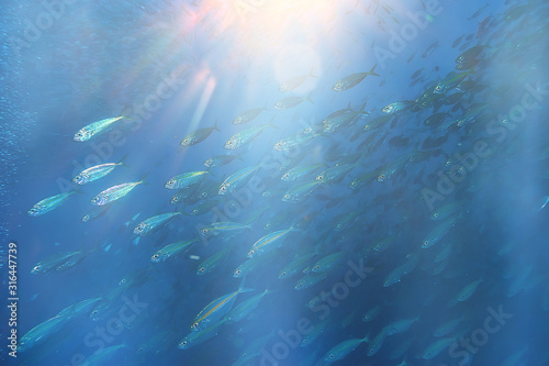 sun rays scuba reef / blue sea, abstract background, sunny day, rays in water