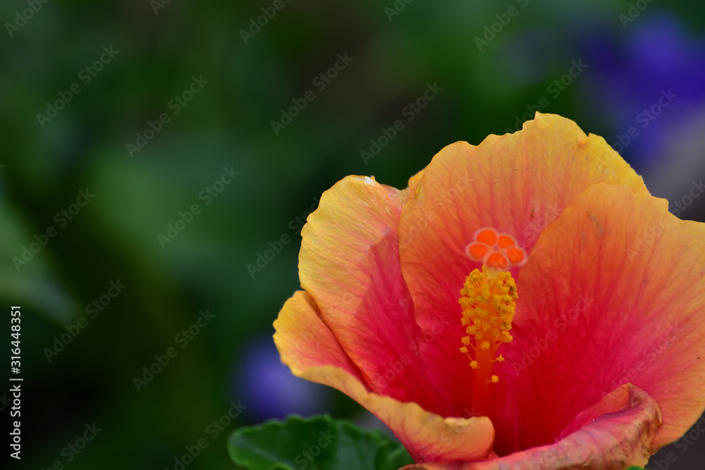 Orange Hibiscus on green background Orange Hibiscus on green background