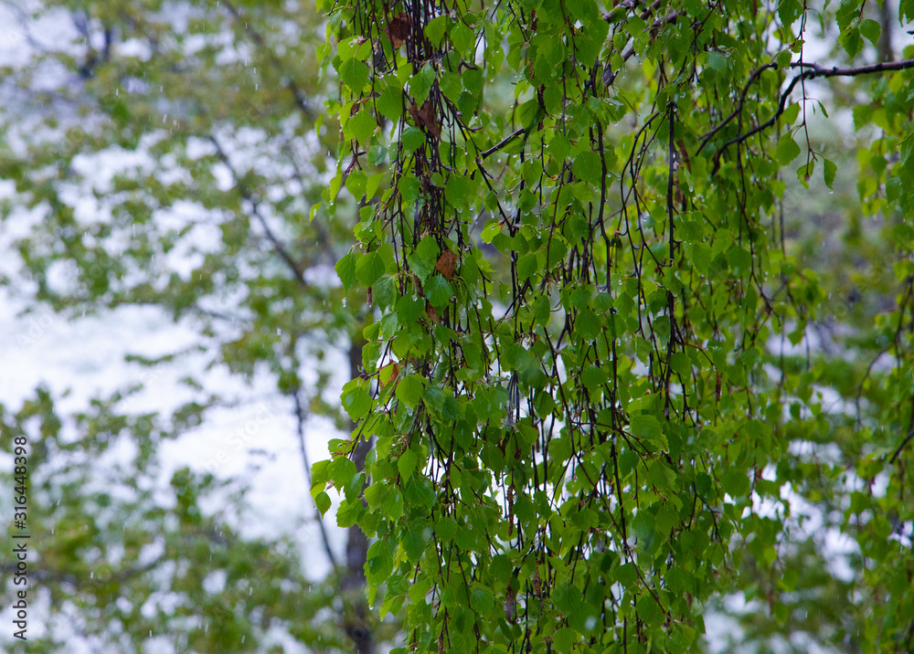 Fototapeta premium green leaves of trees under wet spring snow