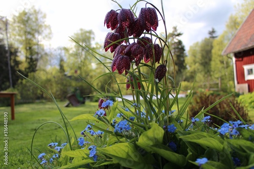 Fritillaria meleagris