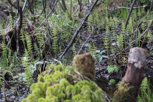 Swedish forrest