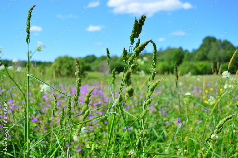 Obraz premium green grass and blue sky